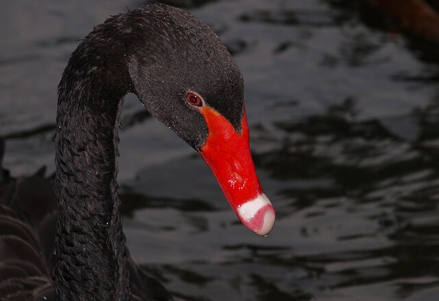 1-cisne-negro
